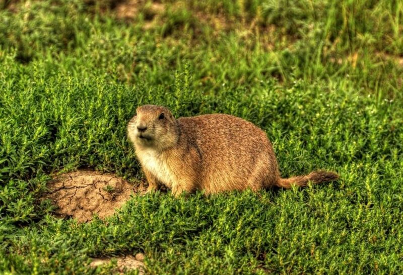 Animals That Live Underground