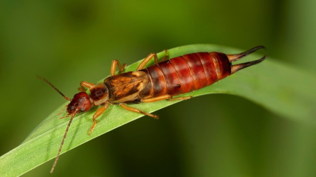 Are Earwigs Dangerous