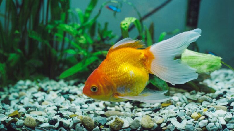 Are Goldfish Difficult to Maintain