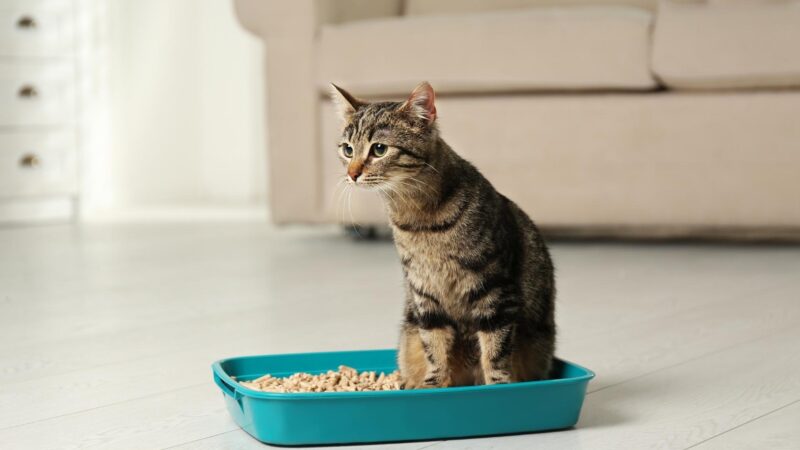 Are Tabby Cats Easy to Train