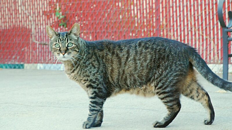 Are Tabby Cats Low Maintenance