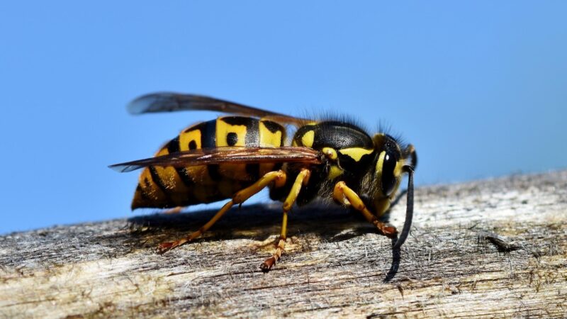 Are Wasps as Important as Bees