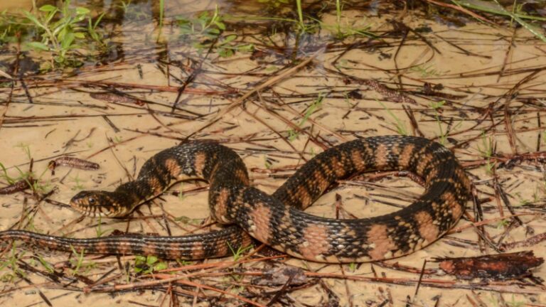 12 Water Snakes in North Carolina | All You Need to Know! - EXOtella