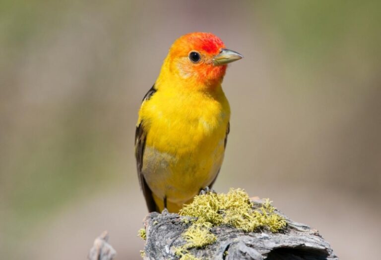 Exotella 22 Birds With Yellow Bellies | All You Need to Know! - EXOtella