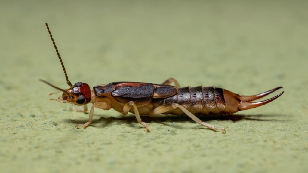 Can Earwigs Infest Your House