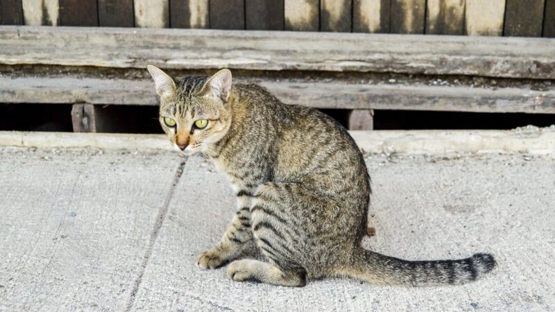 Cost Maintenance for a Tabby Cat