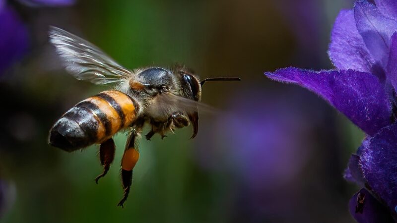 Do African Bees Fly at Night