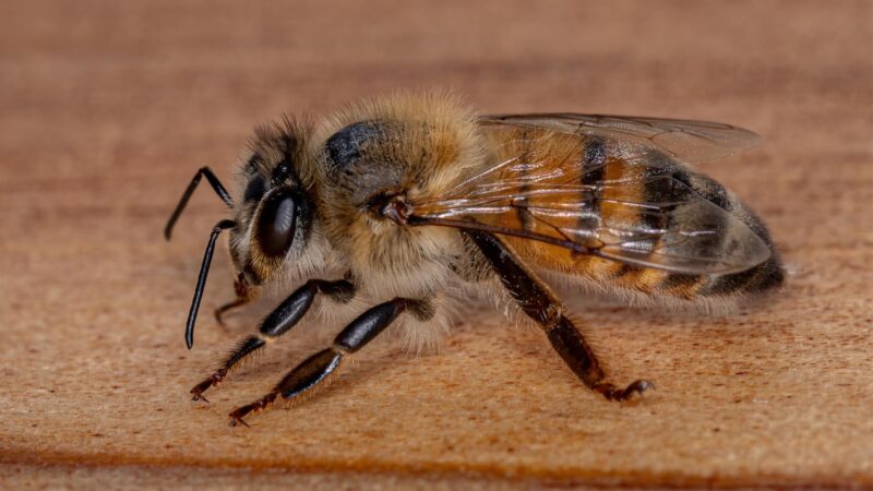 Do European Honey Bees Fly at Night