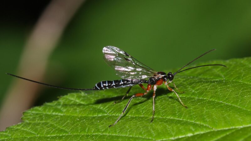 Do Mayflies Bite or Sting