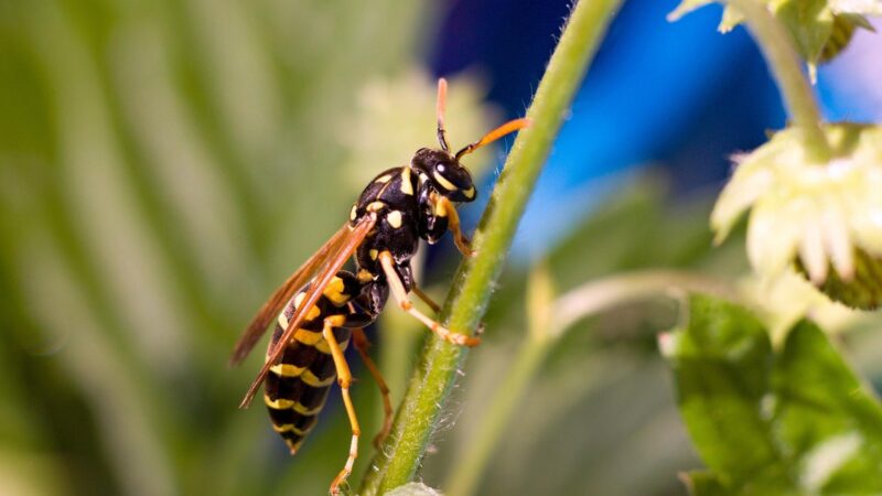 Do Wasps Make Honey Like Bees
