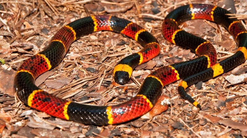 Eastern Coral Snake