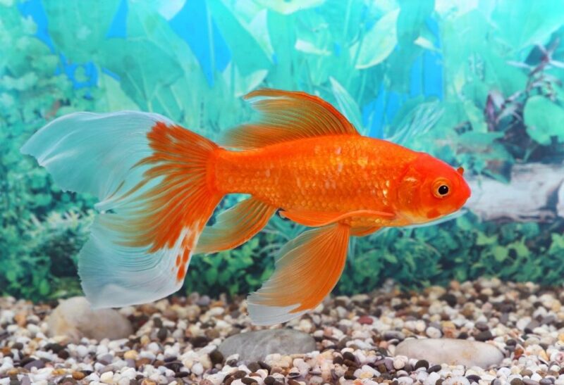 how-much-does-goldfish-cost-is-it-worth-getting-a-goldfish-exotella