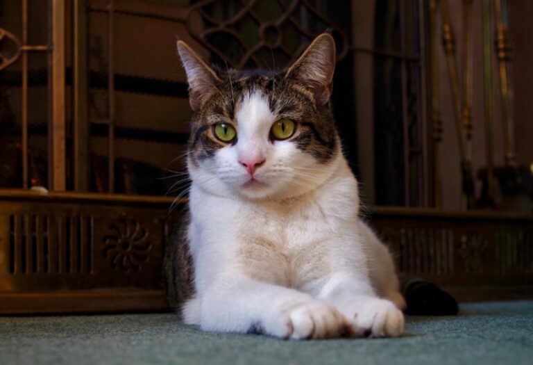 How Much Does a Tabby Cat Cost? | All You Need to Know! - EXOtella