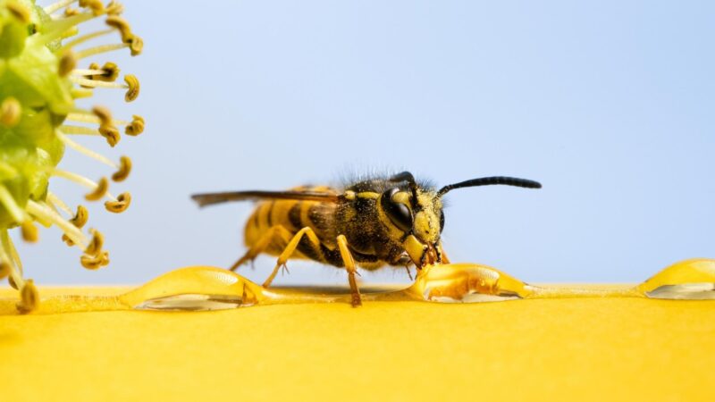 How Often Do Bees Eat