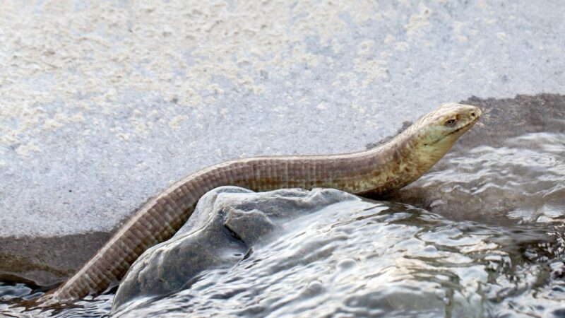 How Poisonous Is a Water Snake