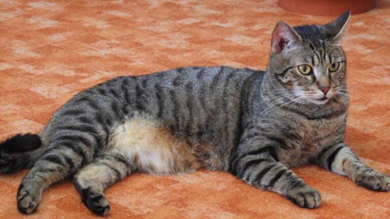How Much Does A Tabby Cat Cost All You Need To Know EXOtella how-much-does-a-tabby-cat-cost-all-you-need-to-know-exotella