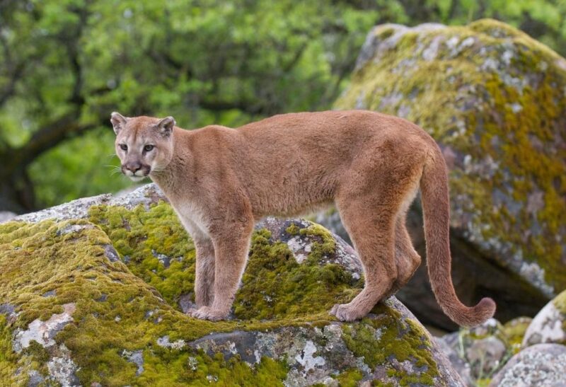 Mountain Lion Population Check For Each U S State EXOtella