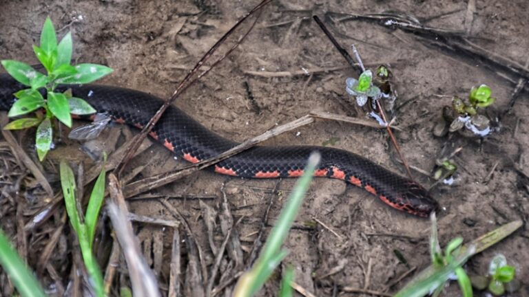 Exotella 12 Water Snakes in North Carolina | All You Need to Know! - EXOtella