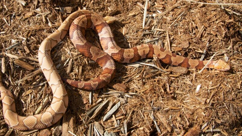 Northern Copperhead