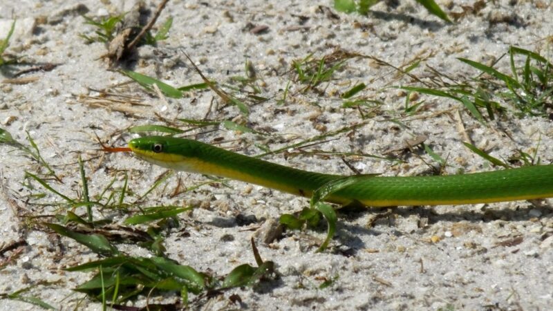 Northern Rough Greensnake