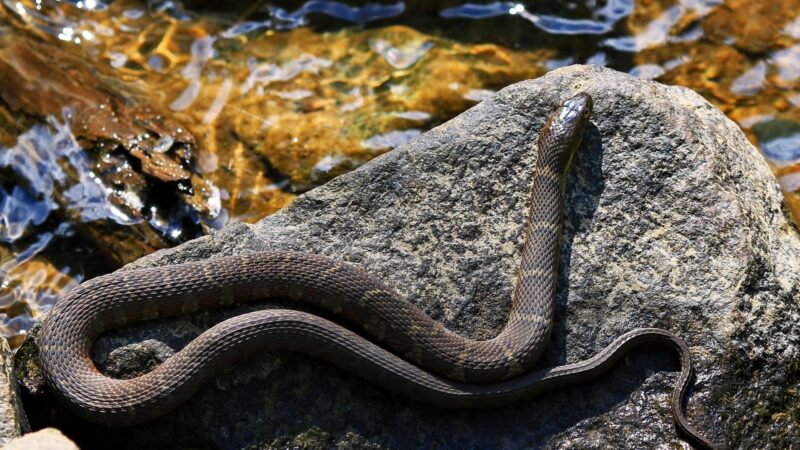 Northern Water Snake