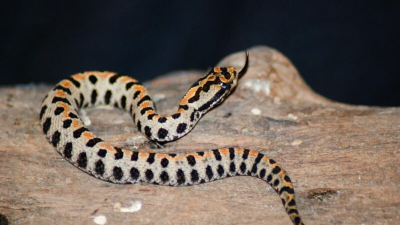 Pigmy Rattlesnake