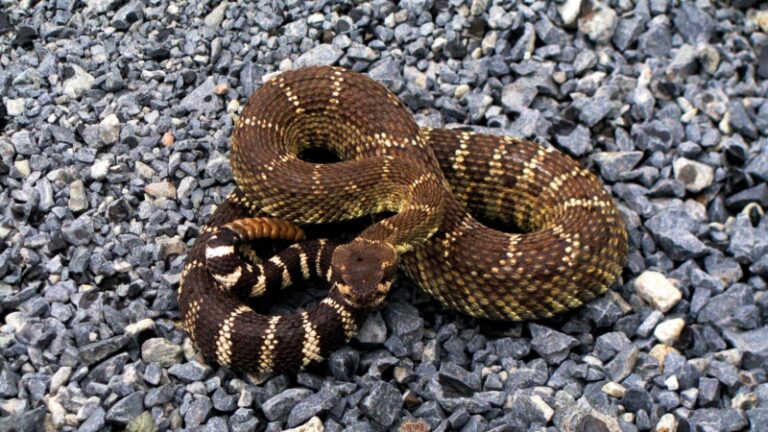 Exotella 15 Animals That Eat Their Young | Information and Facts! - EXOtella
