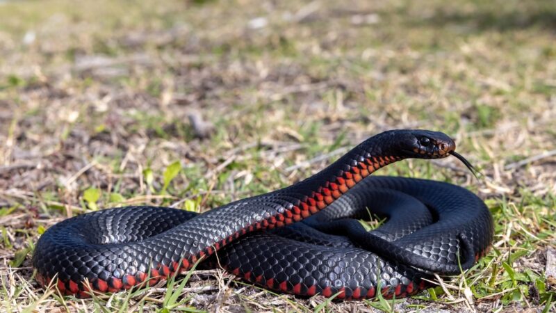 Red-Bellied Water Snake