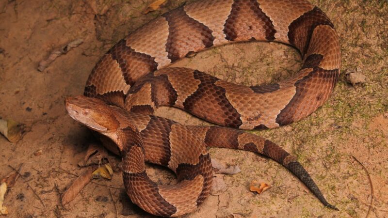 Southern Copperhead