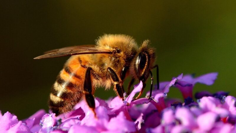 Stages of the Honey Bee Life Cycle