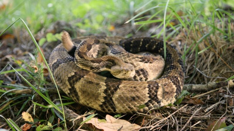 Timber Rattlesnake