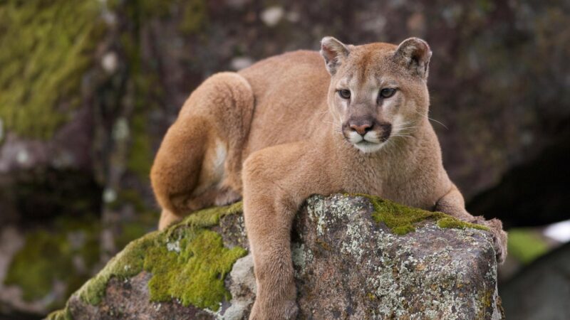 U.S. States With Mountain Lion Populations
