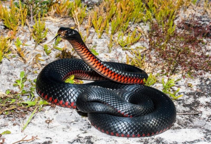 Water Snakes in North Carolina