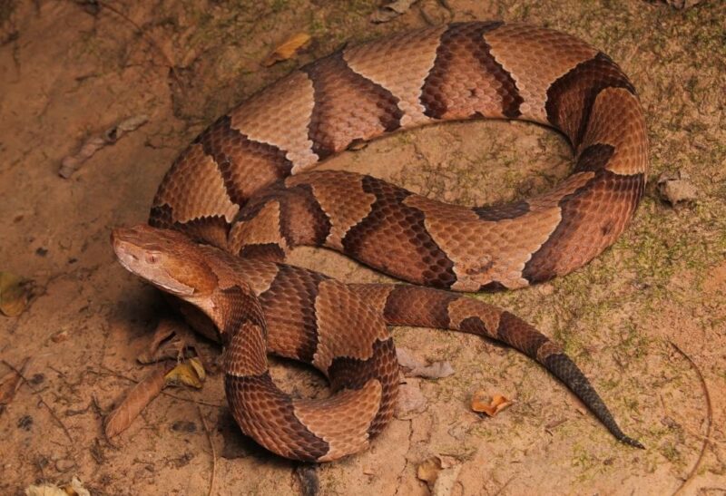 Water Snakes in Pennsylvania