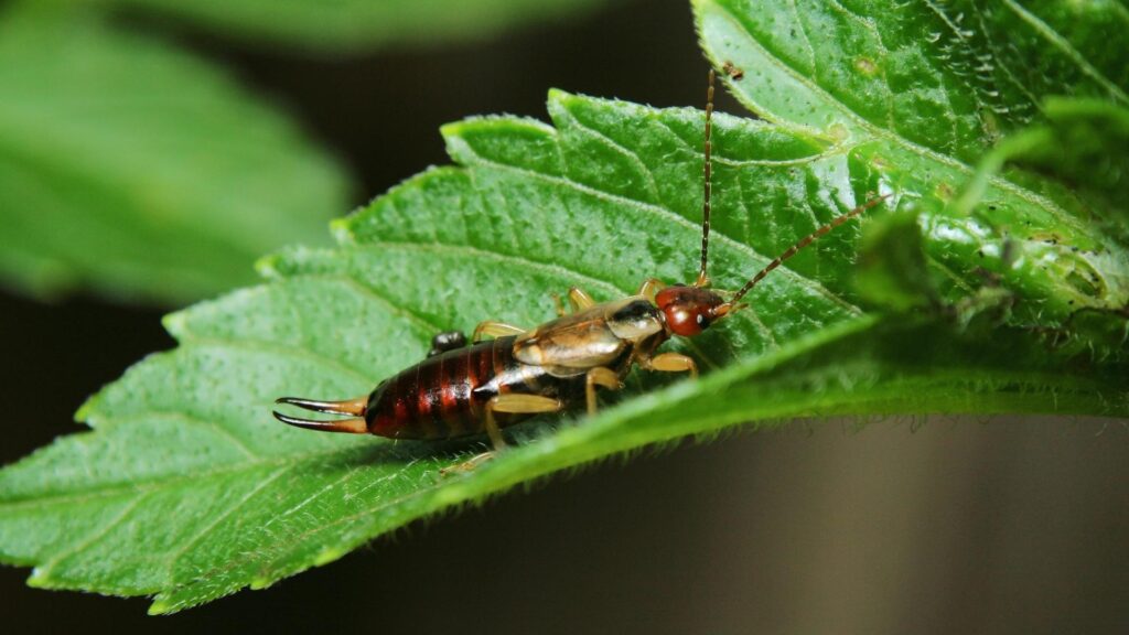 What Are Earwigs? | Identification, Habitat, and Behavior - EXOtella