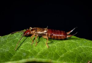 Exotella What Are Earwigs? | Identification, Habitat, and Behavior - EXOtella