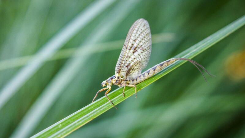 What Are Mayflies