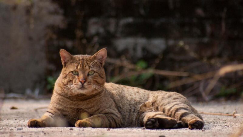 What Are the Factors That Affect the Cost of a Tabby Cat