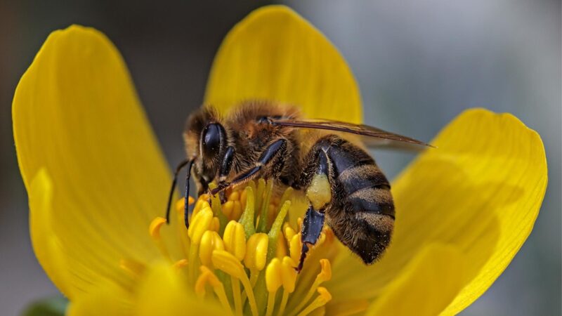 What Do Bees Eat in Winter