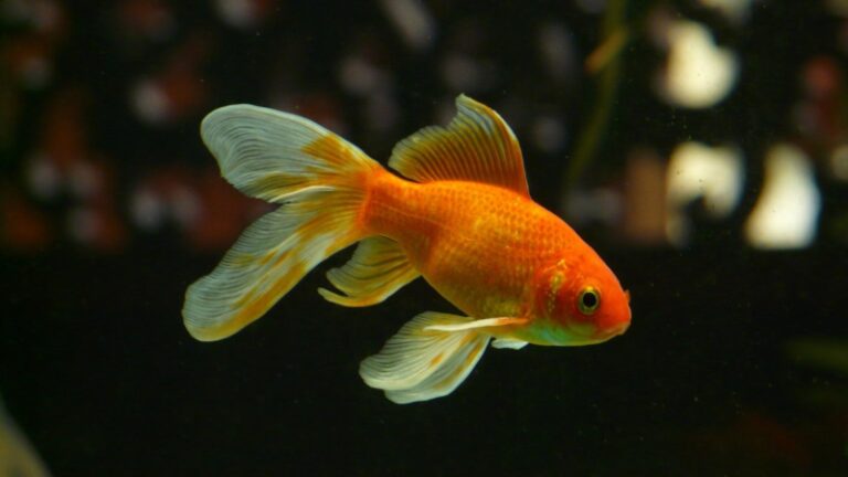 how-much-does-goldfish-cost-is-it-worth-getting-a-goldfish-exotella