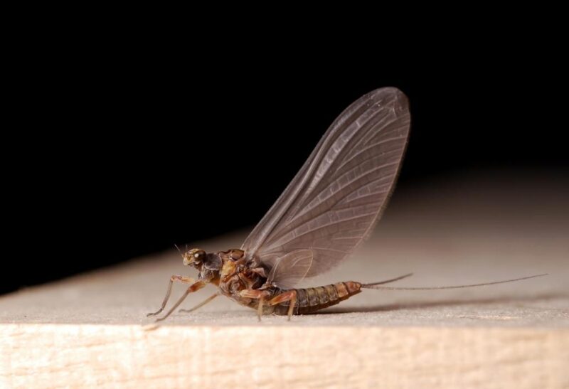 What Does a Mayfly Look Like