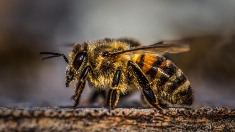 What Is the Lifespan of a Honey Bee