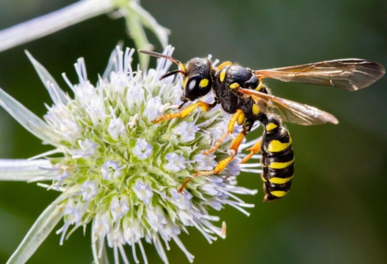 What's the Difference Between a Bee and a Wasp? | All You Need to Know