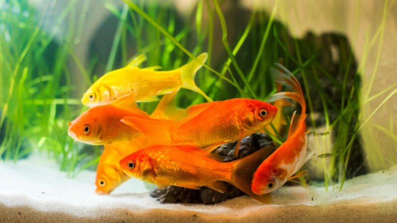 When Should I Buy a Goldfish
