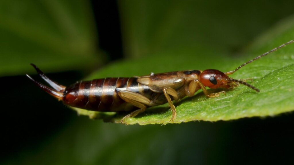 What Are Earwigs? Identification, Habitat, and Behavior EXOtella