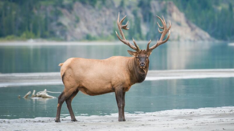 31 U.S. States Elk Population