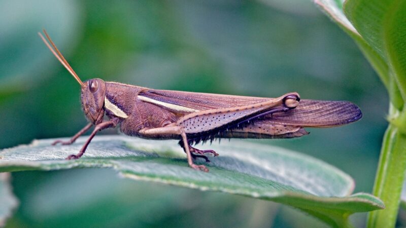 Are Grasshoppers Poisonous
