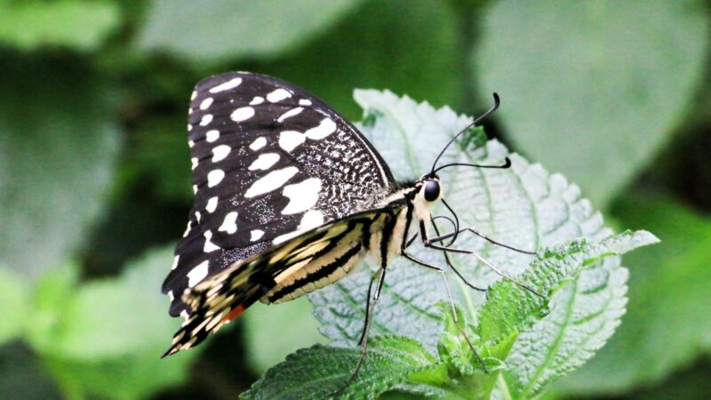 Butterflies Are Nearsighted but Can See Colors