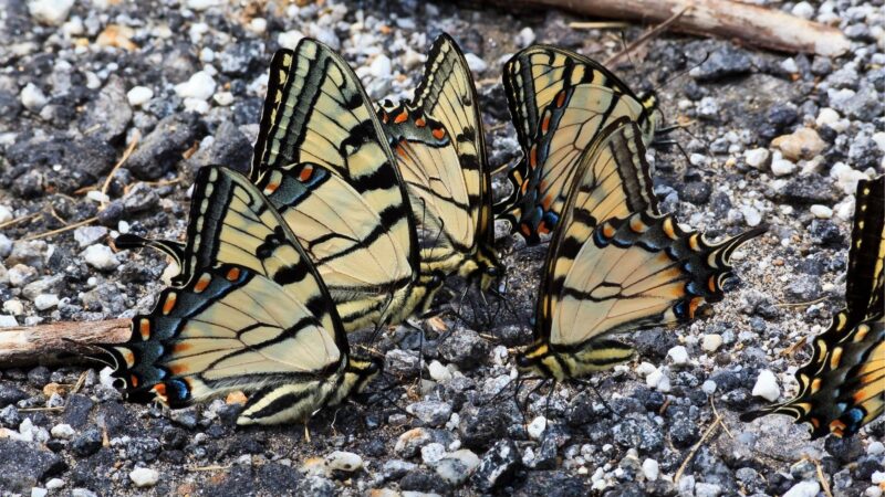 Butterflies Drink from Mud Puddles