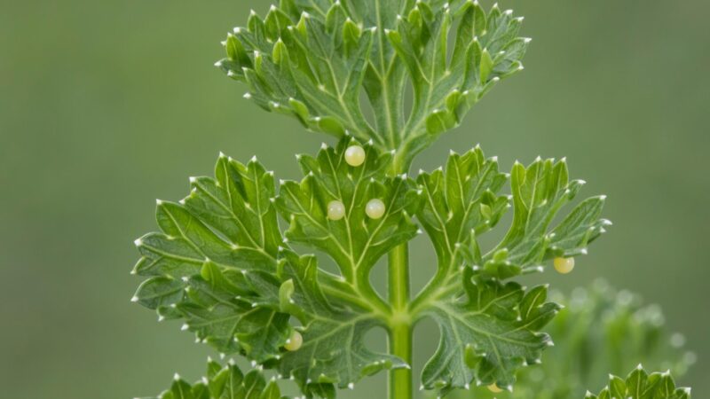 Butterflies Glue Their Eggs to Leaves